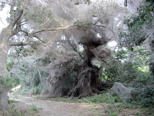 Hình ảnh trông giống như được photoshop để tạo cảm giác ma quái. Nhưng kỳ thực đó là do hàng triệu những con nhện cùng giăng mạng khổng lồ xung quanh những gốc cây cổ thụ.